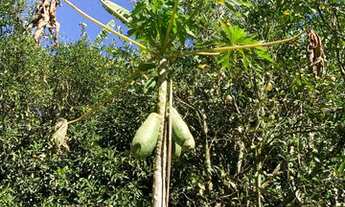 Imagem 3: Belo sitio localizado entre Petropolis e Itaipava