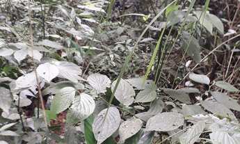 Imagem 4: Chácara para investimento aceito troca