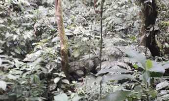 Imagem 3: Chácara para investimento aceito troca