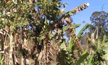 Imagem 7: Chácara, próximo a Ubarí - 13.000m2