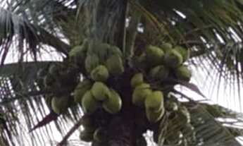 Imagem 2: Casa com piscina e terreno grande no centro de Dias d'Ávila