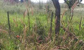 Imagem 4: Excelente oportunidade!! Vendo ótimo lote ao lado de igreja em nova Petrópolis-GO