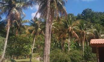 Imagem 2: Terreno com nascente