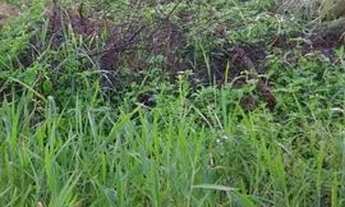 Imagem 4: Terrenos a venda em Amélia Rodrigues/BA