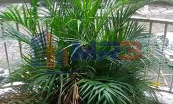 Imagem 3: Taquara Apartamento com 2 dormitórios