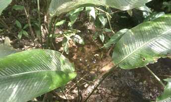 Imagem 3: 100 mil mts quadrados 350 mil reais