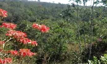 Imagem: Linda chácara muito segura arrudeada de