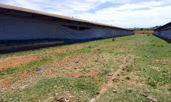 Imagem 6: Vende-se Granja de Frangos em Elias Fausto