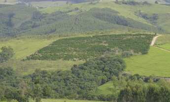 Imagem 2: Sítio quitado de frente com estrada principal de 3 alqueires com 7.000 pés de café