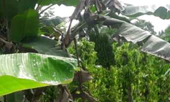 Imagem 3: Terreno com casa citio igarapé