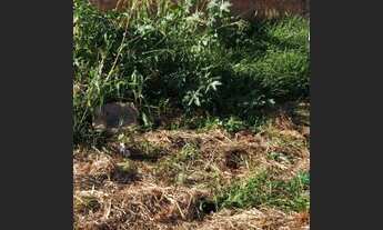 Imagem 2: LONDRINA - Terreno Padrão - Jd Padovani