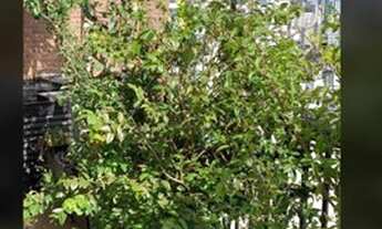 Imagem 6: Cobertura com 2 dormitórios à venda, 103 m2 por R$ 1.800.000,00 - Bela Vista - São Paulo/S