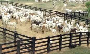 Imagem 3: Otima área med. 613 ha com 450ha pasto limpo e produzindo