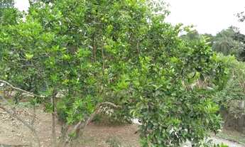 Imagem 6: Excelente Chácara - Venda/ Jacareí