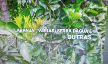 Imagem 4: Chácara com casa e pomar produzindo