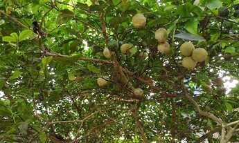 Imagem 3: Casa com piscina e terreno grande no centro de Dias d'Ávila
