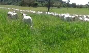 Imagem: Fazenda à Venda, 177 Alqueires Campos Belos