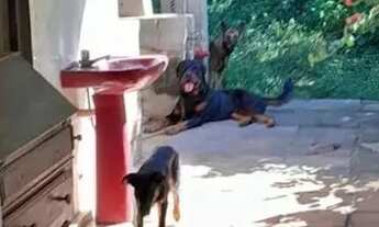 Imagem 2: OPORTUNIDADE DE GRANJA EM MORENO - PE ( PARA VENDER RAPIDO) INVISTA EM OPORTUNIDADE DE VER