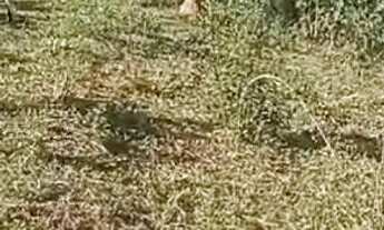 Imagem 7: Sitio 50.000 M²...25 minutos Major Prates/Permuta por imóvel Urbano!!