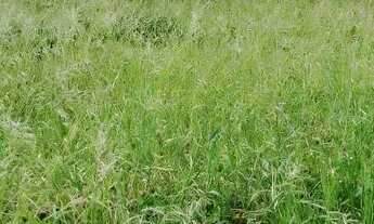 Imagem 6: Linda propriedade rural com uma belíssma casa de 3/4, sendo 2 c/suite e curral completo