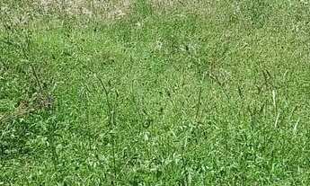 Imagem 3: Lote de 340m² no Setor Sul / Rua Rio Grande do Sul, Quadra 193