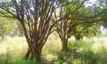 Imagem 3: Chácara na região dos Freitas, em Serra Azul/Mateus Leme-MG
