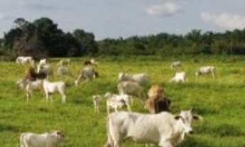 Imagem: VENDO DE 103 ALQUEIRES NO MUNICÍPIO DE