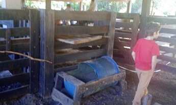 Imagem 12: VENDO FAZENDA COM 55 ALQUEIRES