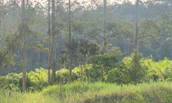 Imagem 2: Terreno em loteamento de Massaranduba