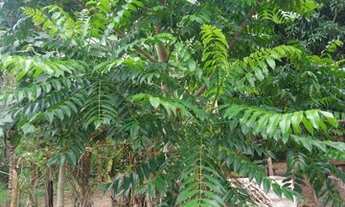 Imagem 7: Vendo Chácara Xonim de Cima