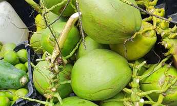 Imagem: Coco verde, mudas de coco e sitio à venda