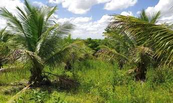 Imagem 2: Coco verde, mudas de coco e sitio à venda