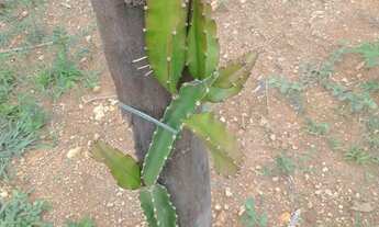 Imagem 2: Chácara em Belo vale/MG Ferrabras