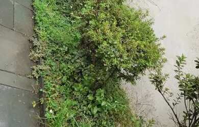 Imagem 6: Sobrado lindo com4 quartos 3 vagas de hidromas, edícula , churrasqueira e quintal portão e