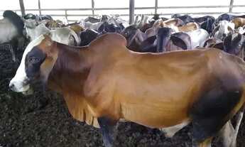 Imagem: Fazenda 700 x 2.000 em Autazes 1.500.010,00