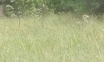 Imagem 3: Terreno com Área Verde em Local Tranquilo