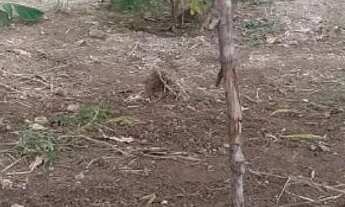 Imagem 5: Terreno 7/15 no nova vitória