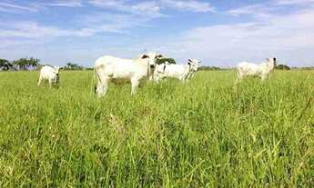 Imagem: PROCURA-SE PASTO PARA ARRENDAMENTO - DF