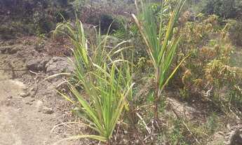 Imagem 7: Lote em Interlagos , a partir 35 mil depois jardins Veneza vila velha espirito santo