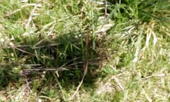 Imagem: Terreno Esquina, loteamento Porto Brasil