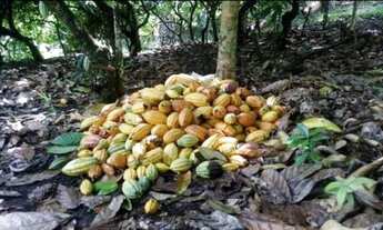 Imagem 5: V) Vende-se Fazenda próximo a Itajuípe