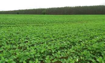 Imagem 3: Fazenda Grajaú Maranhão