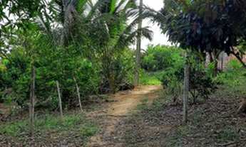 Imagem 3: Vendo sitio muito barato!