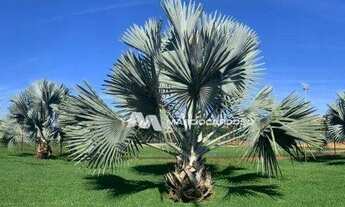 Imagem 5: Terreno à venda, 425 m² por R$ 440.000,00 - Residencial Gaivota II - São José do Rio Preto