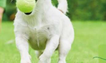 Imagem 6: Excelente Oportunidade