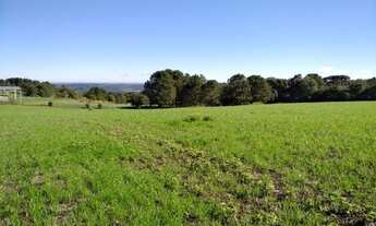 Imagem 6: Lapa - 50 Alqueires - Plantando 18 alqueires