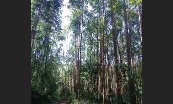 Imagem 6: 23 Hectares com eucalipto, valor 530,000,00