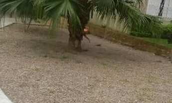 Imagem: Casa em arroio dos ratos, 2 quartos e uma