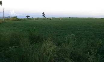 Imagem 4: FAZENDA PRODUTIVA COM 472HECTARES, HA 55KM DE UNAI!!