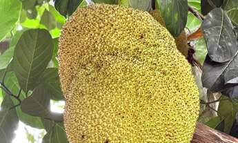 Imagem 3: OTIMO SITIO COM UMA LINDA CASA COM PISCINA